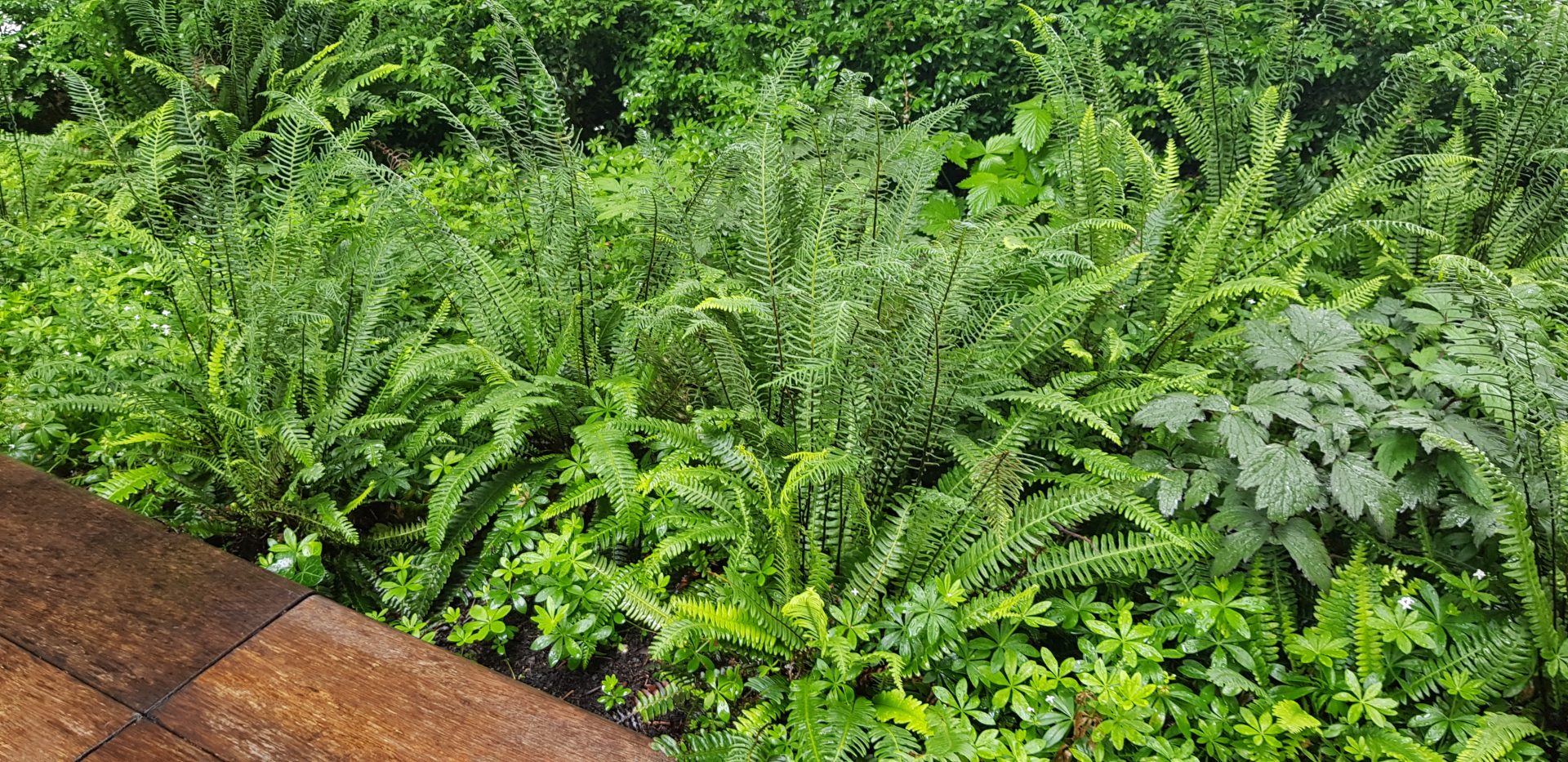 Shows how plants are laid out