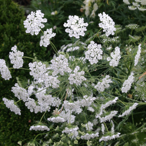 Planting Design