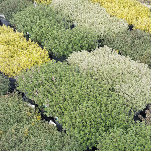 Planting Design